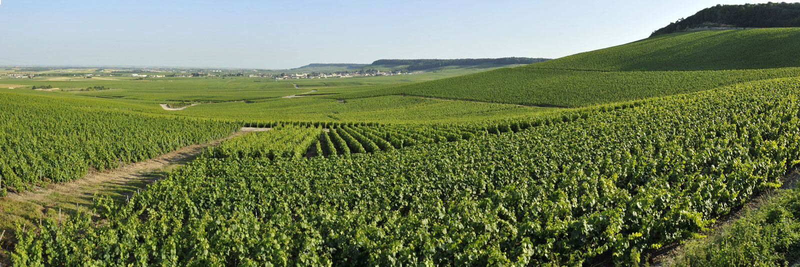为应答全天下天气变更，香槟产区将削减新的酿酒葡萄种类