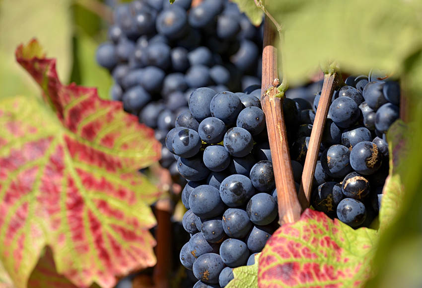 法国十大红葡萄种类大揭榜