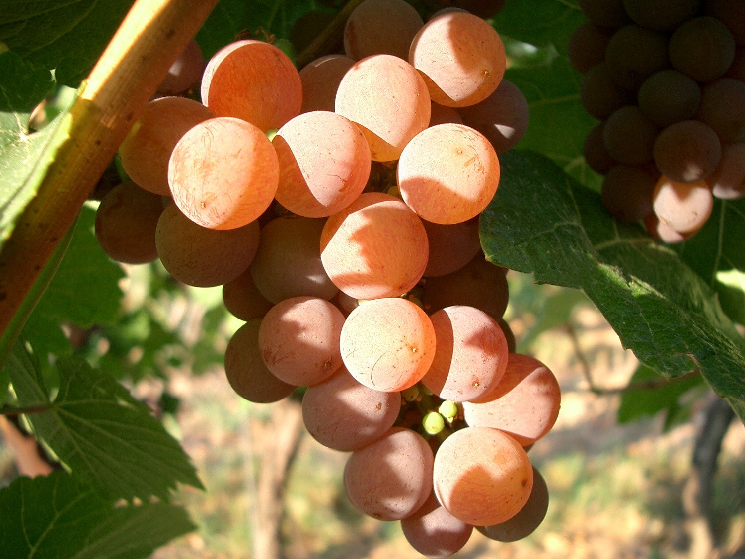 十大最常见的酿酒白葡萄品种