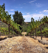 鄧寧酒莊Dunning Vineyards