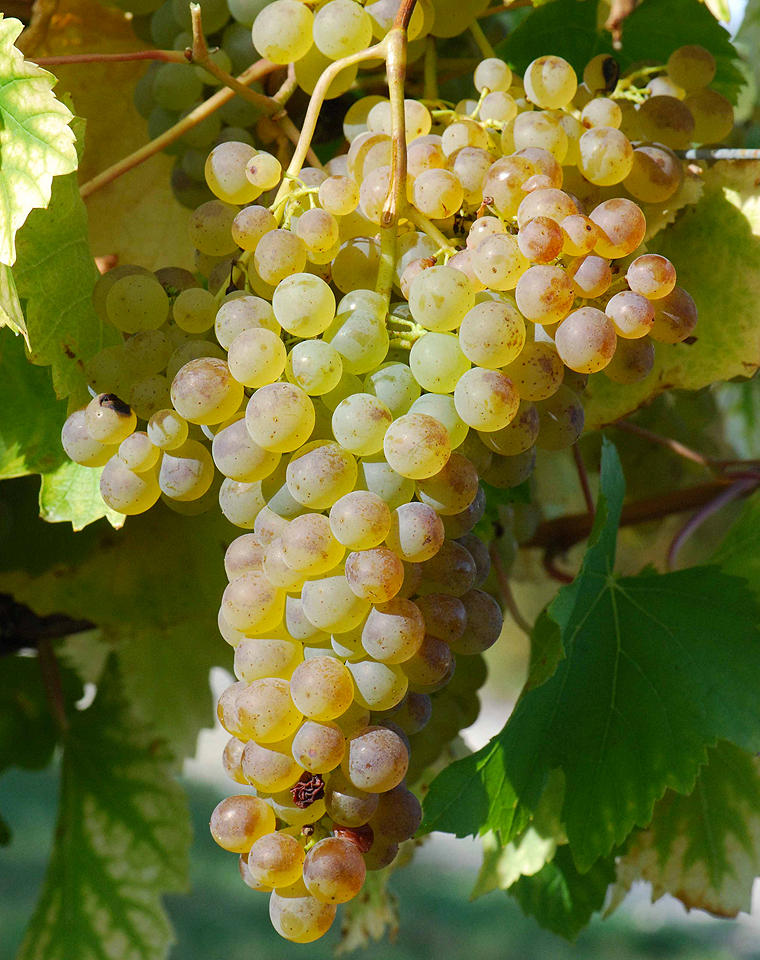 集合令：波尔多七清晰葡萄种类