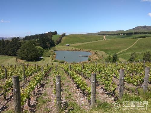 新西兰葡萄酒：人间净土的神奇馈赠