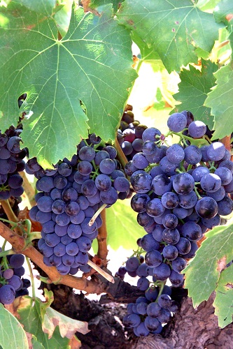十大热搜葡萄品种