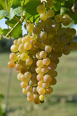 亚历山大麝香(muscat of alexandria)