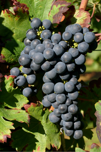 仙粉黛：最百搭的美国葡萄种类