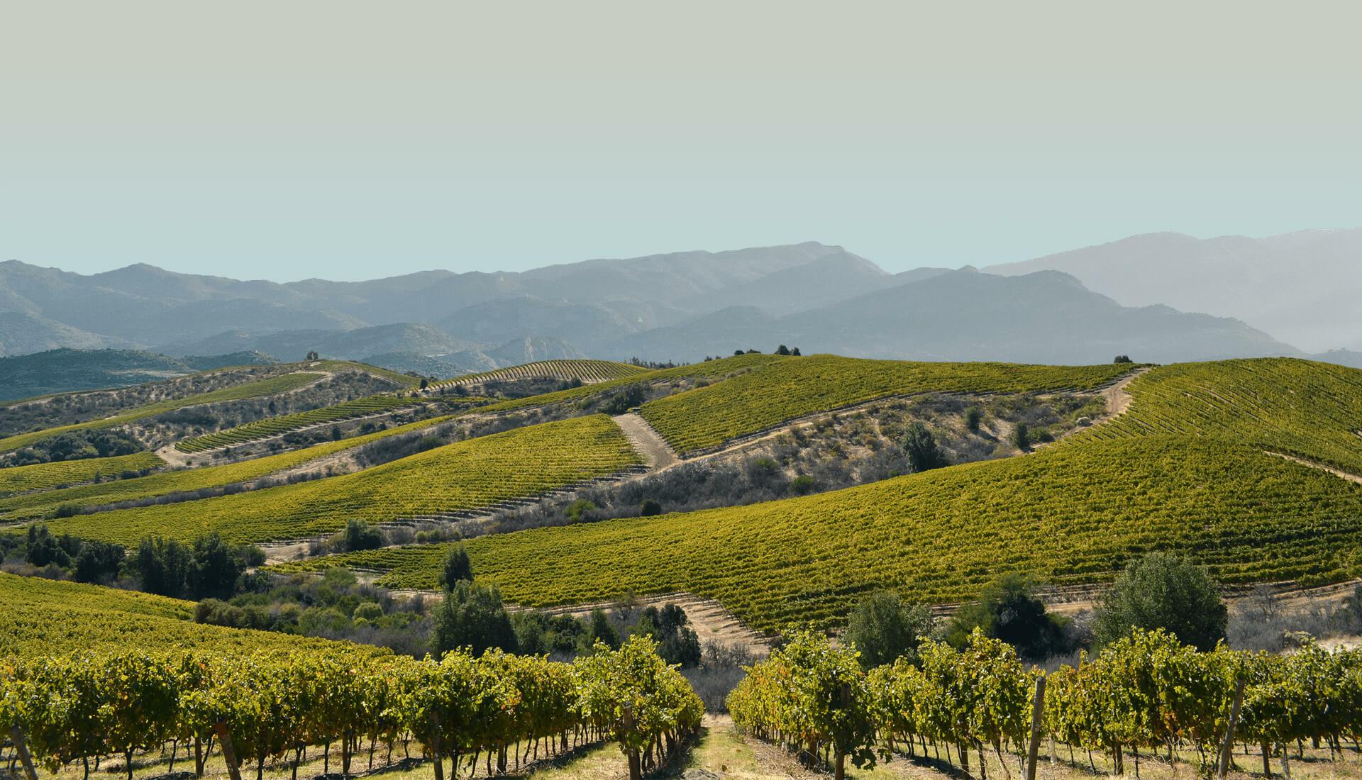 智利可持续发展葡萄酒，绿色方面指葡萄园，再次获得智利葡萄酒行业的认可。这次审核的达标率高达97%，干露酒庄再次被高度认可