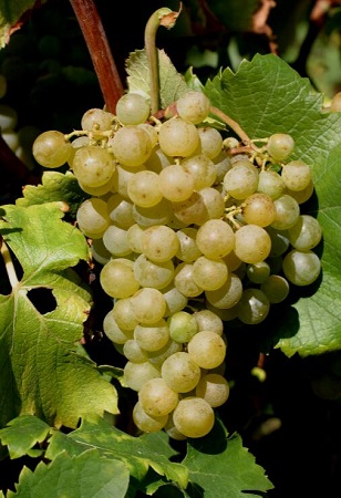 5种值患上一品的南非葡萄酒