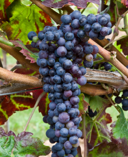 意大利六大外乡红葡萄种类