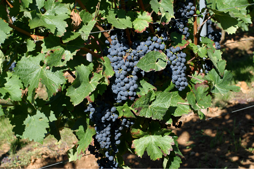 天下上种植面积最广的葡萄种类是甚么？