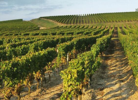 全球几大被低估的萄酒葡萄酒产区