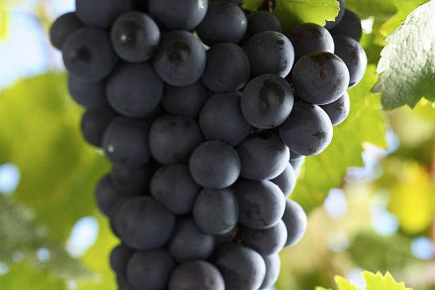 除了雷司令，德国还有哪些常见的葡萄品种？