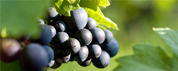 黑皮诺葡萄酒有什么特点？