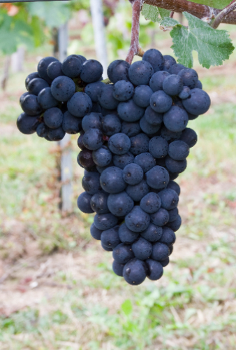 皮诺家族：葡萄中的贵族