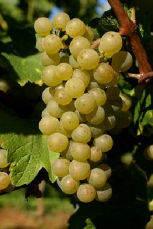 细数澳大利亚白葡萄品种