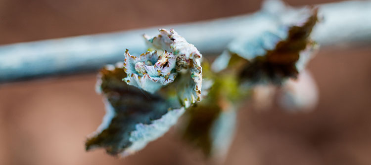 勃艮第40%葡萄园遭霜害，2015年份勃艮第价钱将俯冲