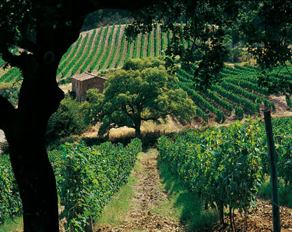 天下顶级葡萄酒——1985西施佳雅干红葡萄酒