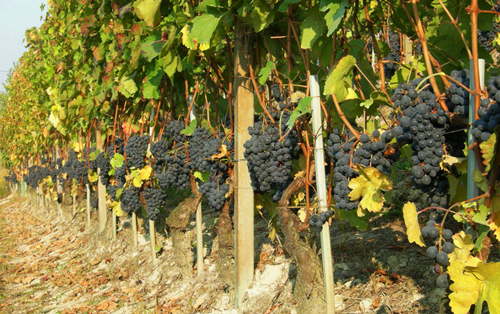 要懂意大利葡萄酒，先要了解这个产区