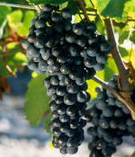 法国十大红葡萄品种大揭榜