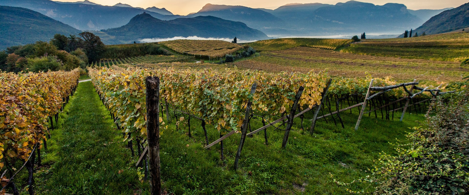 特伦蒂诺-上阿迪杰的本土葡萄品种及葡萄酒