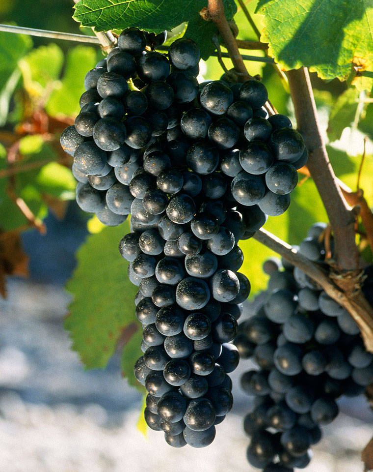 为甚么成熟度高的葡萄能酿好酒？