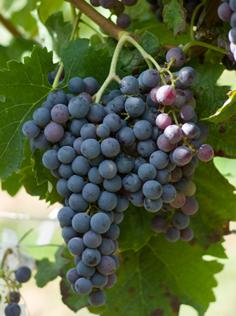 罕有的5大红葡萄种类有哪些典型风韵？