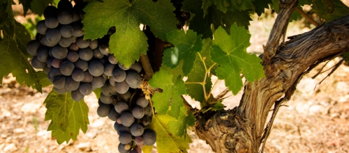 何为可持续发展葡萄酒？