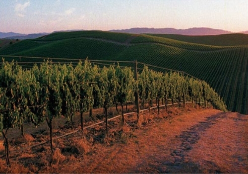 美国加州葡萄酒的着落之路