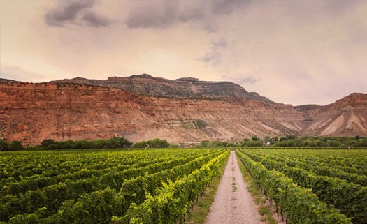 怪异的葡萄酒产区——美国大峡谷