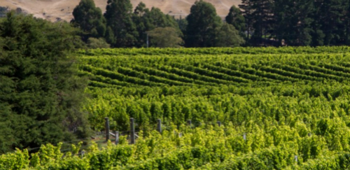 新西兰酒商谋求葡萄酒睁开新前途