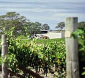 雅碧湖酒莊Yabby Lake