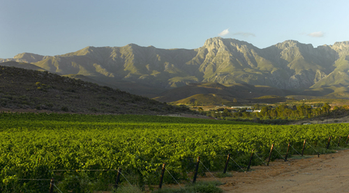 天气偏暖 南非葡萄酒探寻新前途
