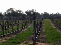 路斯格蘭酒莊Trahna Rutherglen Wines