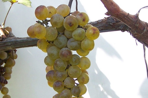 浅谈格鲁吉亚常见的6个本地葡萄品种