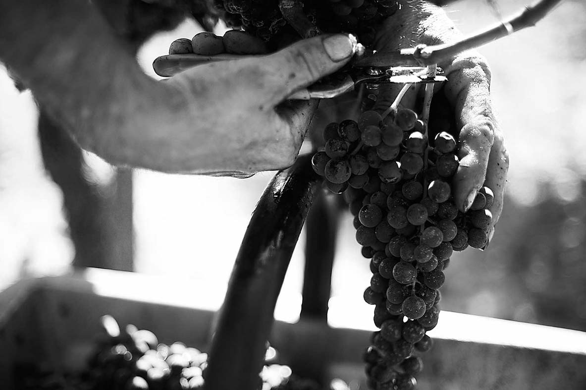 “国王之贡品”：迪仙庄园红葡萄酒