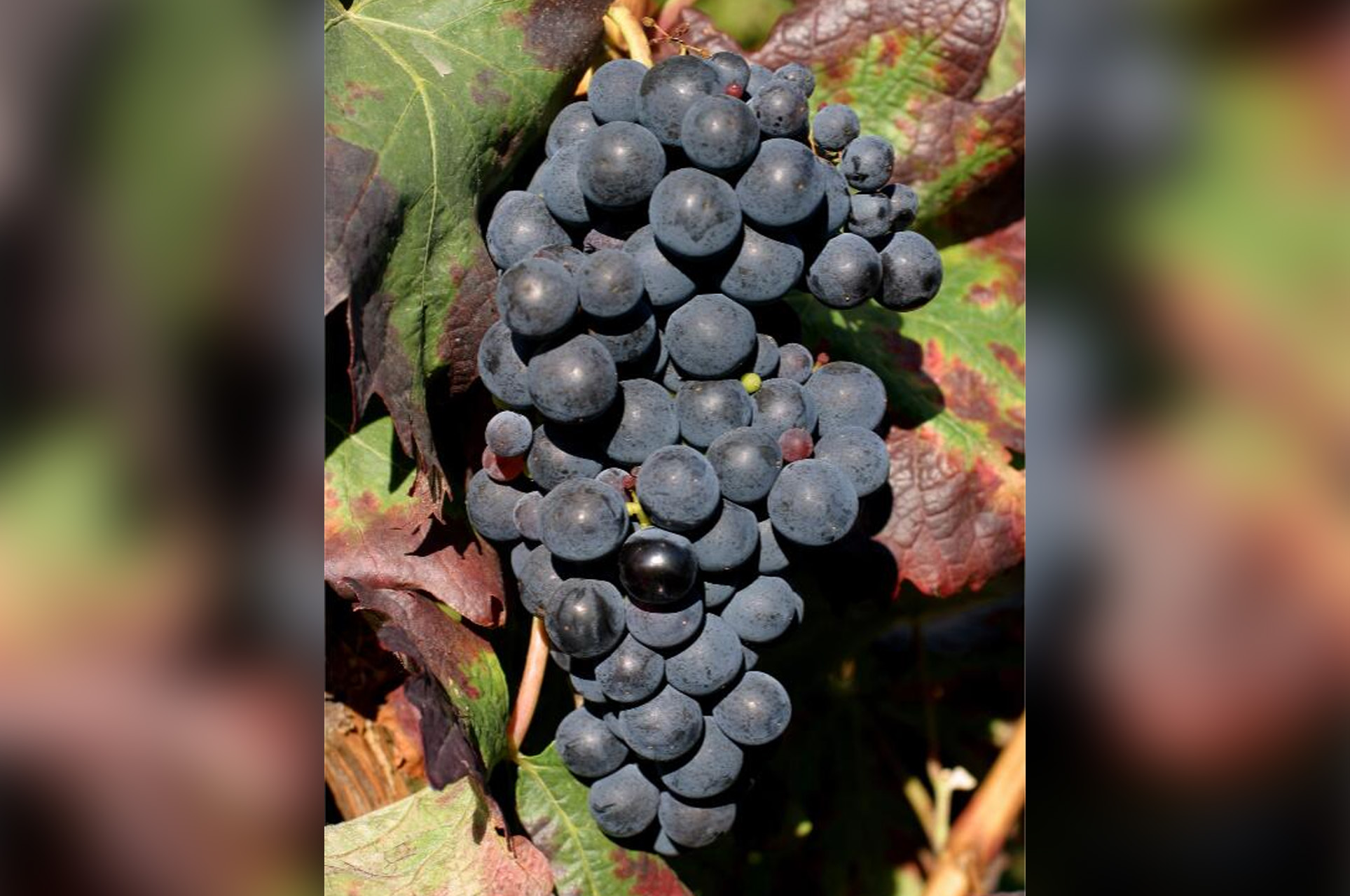 天下10大酿酒葡萄种类