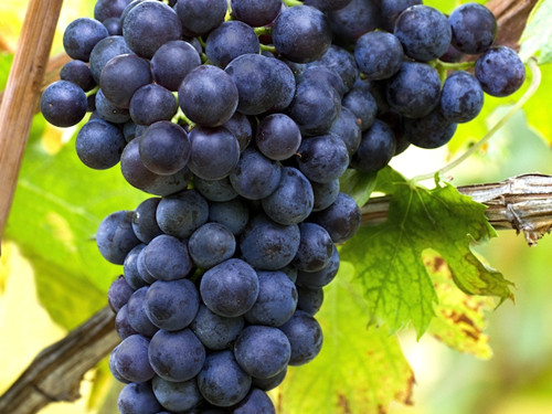 一文知曉意大利本土經典紅葡萄品種