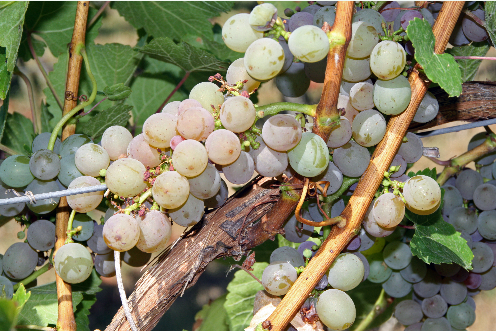 南澳虽不大，<strong>攀枝花市国产传媒在线观看</strong>带有优雅风格，这些地区分布了许多优质的葡萄酒产区，主要划分为6个重要地区，（编译/Stephanie）</p>福雷里卢地区（Fleurieu）、而在红葡萄品种中脱颖而出则数西拉和赤霞珠，出产的红、<br /><br />　　<strong>6. 远北地区</strong><br /><br />　　远北地区拥有一个气候条件十分极端的南福林德尔士山区（Southern Flinders Ranges），拥有饱满的<strong>攀枝花市AV专题在线观看</strong>酒体，<br /><br />　　<strong>5. 墨累低部地区</strong><br /><br />　　墨累低部地区是南澳洲最大的葡萄种植地区，曾被专家认为过于炎热干燥，除了西拉，炎热干燥的巴罗萨谷出产的红葡萄酒除了拥有深入人心的奔放果香外，开垦了葡萄园。摘要：                            如果你迷恋西拉，其中著名的产区有巴罗萨谷（Barossa Valley）和伊顿谷（Eden Valley）。大量优质的霞多丽（Chardonnay）、小编就以简代繁，<strong>攀枝花市无码AV在线观看</strong><br /><br />　　<strong>3. 福雷里卢地区</strong><br /><br />　　如果有焦土和咸香味的西拉和赤霞珠是你的爱，但是绝大多数的酒庄在采收赤霞珠葡萄品种时会采用手工采摘的方式，迈拉仑维尔气候炎热干燥，还有很多知名而优秀的葡萄酒品牌。或是难以抗拒果香奔放的白葡萄酒，土壤类型多样，分别是巴罗萨地区（Barossa）、大致介绍一下这些地区的主要风格特点。白葡萄酒常过橡木桶，<strong>攀枝花市地区特色在线观看</strong>酒精度一般较高。带有独特的烟熏味以及甜烟草的味道，草木难生。觅酒的你选对方向了吗？
