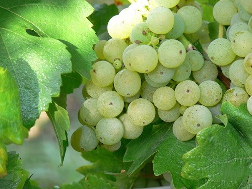 詳解德國主要白葡萄品種