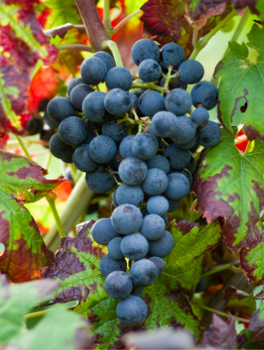 7个不可不知的地域特色红葡萄种类