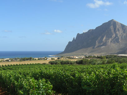 西西里島葡萄酒指南