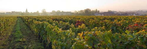 法国葡萄酒价钱泛起回升趋向