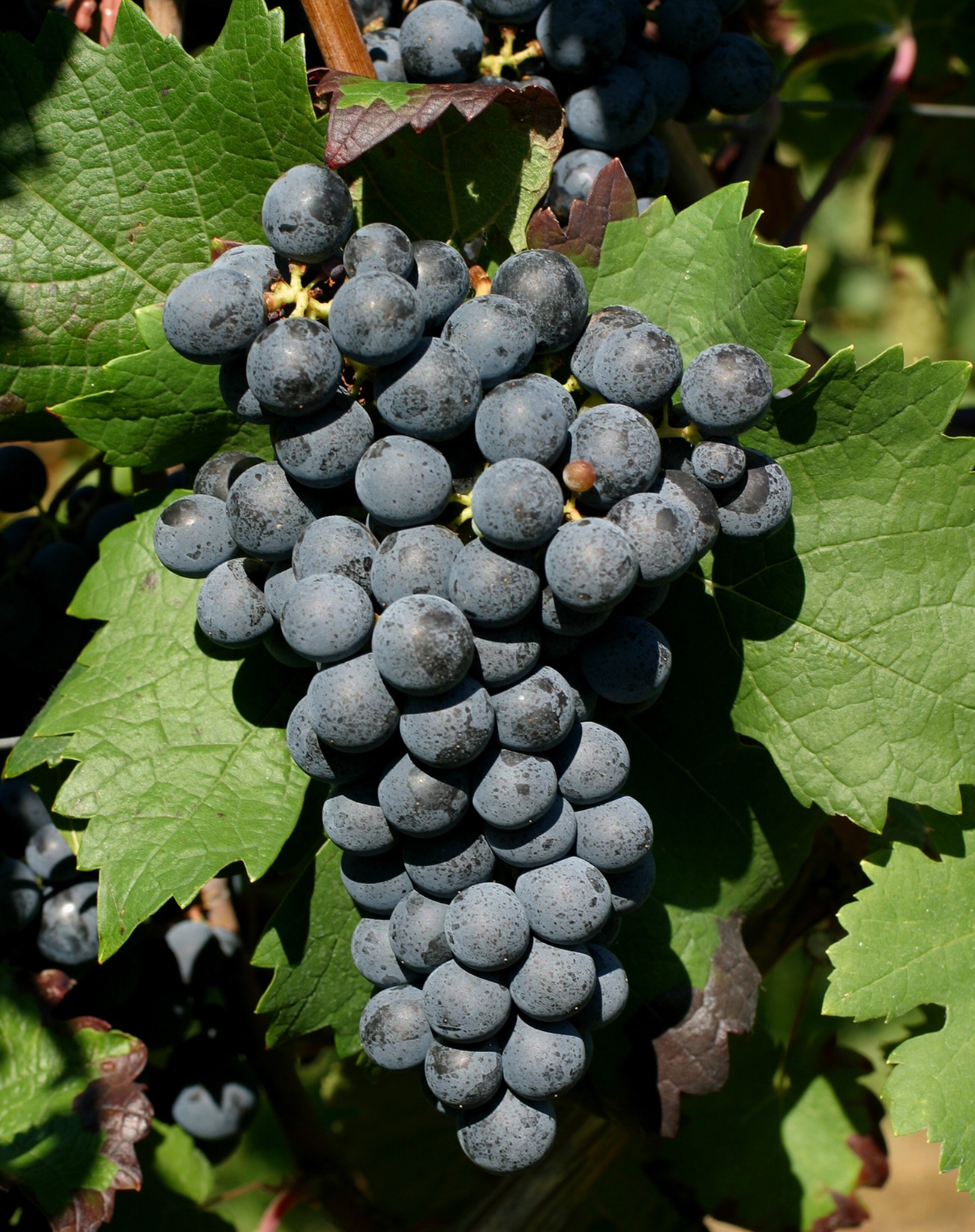 勃艮第产区葡萄品种图片