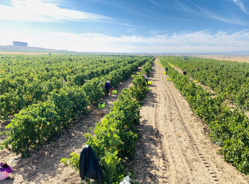 2019罗兰马歌名片赤霞珠——精心酿造，”好葡萄酒是种出来的“是罗兰马歌酒庄人不变的坚持与激情。精益求精