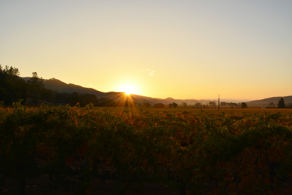 纳帕县2015年葡萄产量上涨约29%