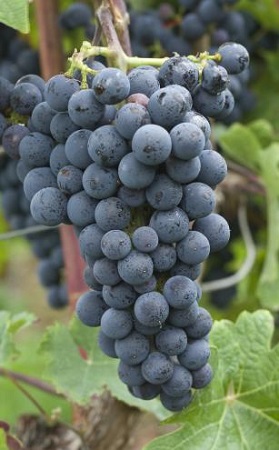 纳帕谷主要葡萄种类逐个数（上）