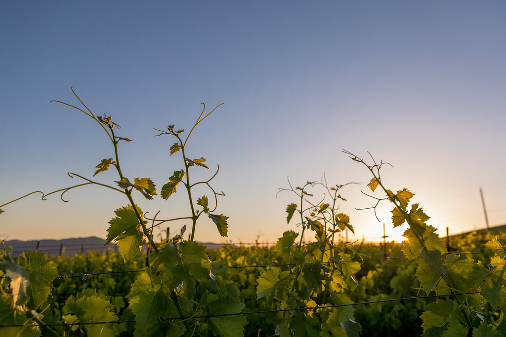 纳帕县2015年葡萄产量上涨约29%