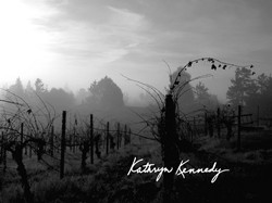 凱瑟琳·肯尼迪酒莊Kathryn Kennedy Winery