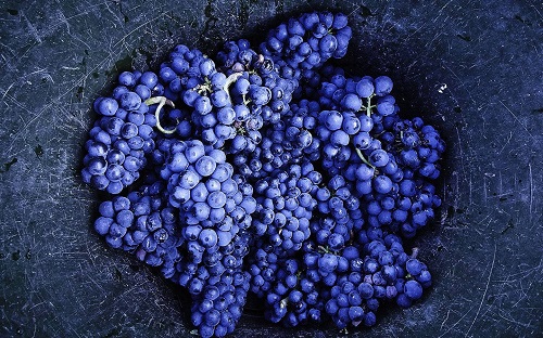 法国十大红葡萄种类大揭榜
