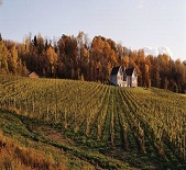 箭泉酒莊Arrowhead Spring Vineyards