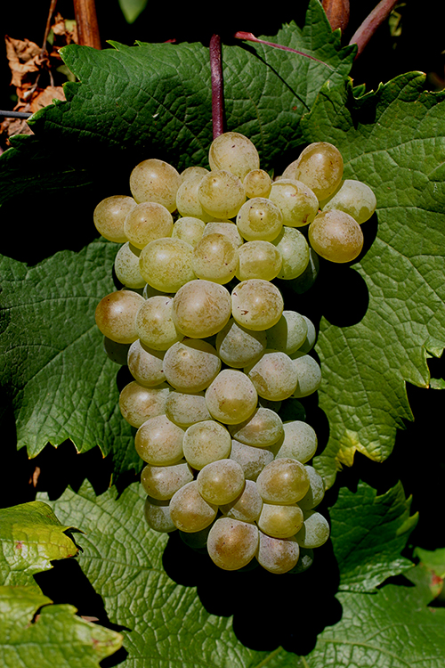 葡萄酒滥觞地的5种罕有葡萄种类